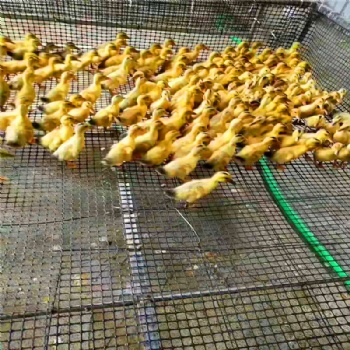 新型养殖网小孔养鸡网 圈玉米网围栏网 防护栏土工格栅现货秒发