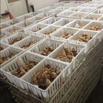 16高鸡苗箱拉鸡苗塑料筐塑料四格鸡苗运输箱