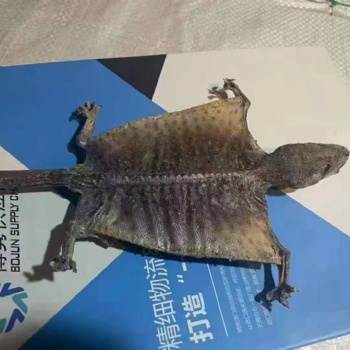 河北安国蛤蚧报关代理