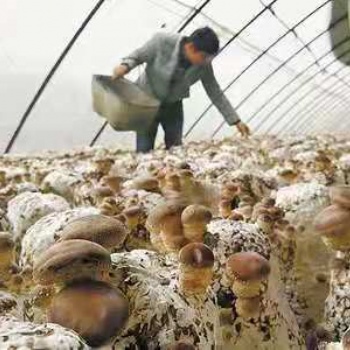 温室大棚种植香菇的优势