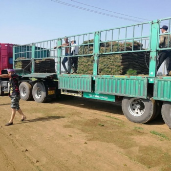 辽宁草坪近期价格什么品种爱活内蒙古吉林卖电话秦皇岛