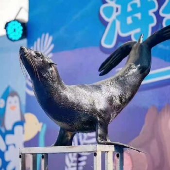 海狮表演出租海狮出租价格