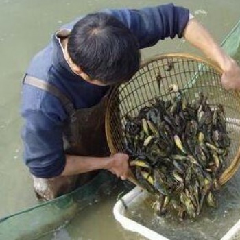 湖北水产养殖泥鳅苗鲈鱼