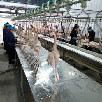 淘汰鸡屠宰流水线 大肉鸡屠宰生产线定制 家禽屠宰设备图片