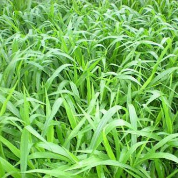 南宁景龙生态科技 大量批发零售宽叶雀稗草种