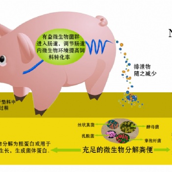 远离臭味养“香猪”北京金宝贝帮你实现