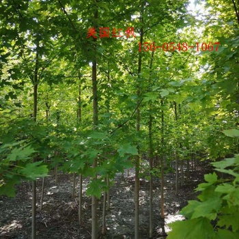 基地丛生红点红枫6米、7米丛生红点红枫8米丛生红枫
