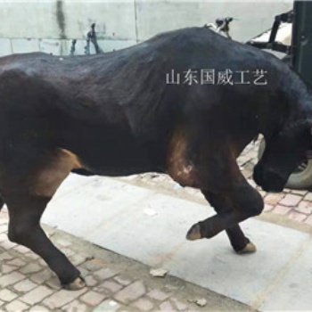 仿真耕牛模型仿真水牛标本