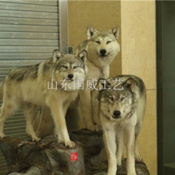 展览仿真狼模型仿真狼科教标本