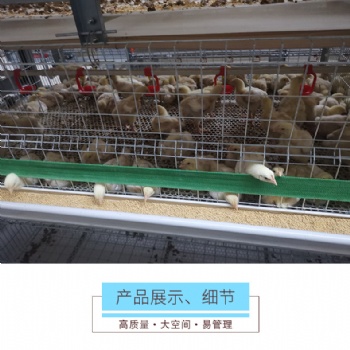 鸡笼鸭笼笼养设备养殖机械肉鸡鸡笼山东金石农牧机械