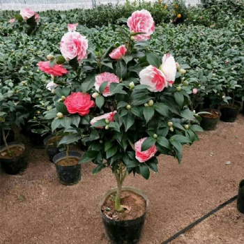 供应广西四季茶花苗和山茶花苗和茶花树苗特产专题