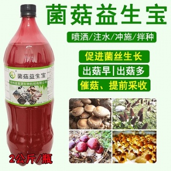 云南保山羊肚菌种植环境要求羊肚菌增产营养液