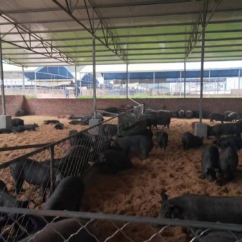 发酵床养猪让养猪户获利高