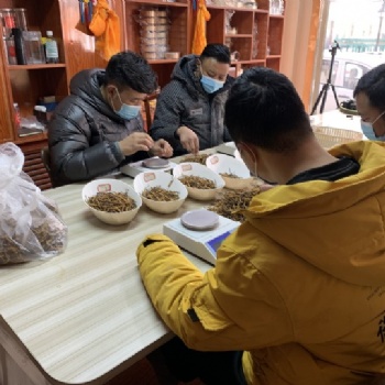 御草集提示：上班族工作压力大，一杯冬虫夏草水补脑安神强身体