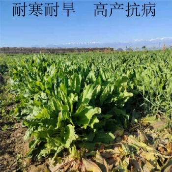 食叶草种子产量高达15吨，播种当月就能收割，一次播种可稳定高产25年