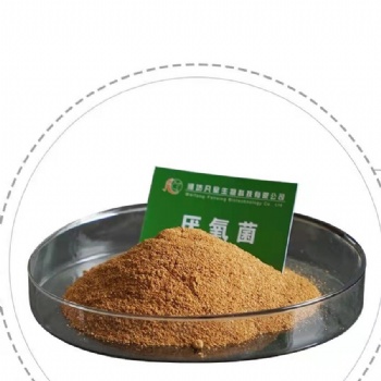 潍坊凡星生化池菌剂-厌氧菌