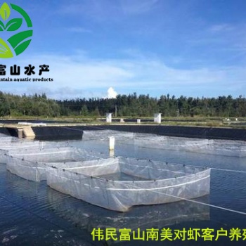 伟民富山南美对虾病变预防