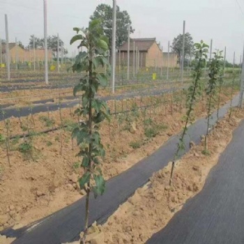 果园防草布 防草地布 果园防草布厂家 山东防草布价格