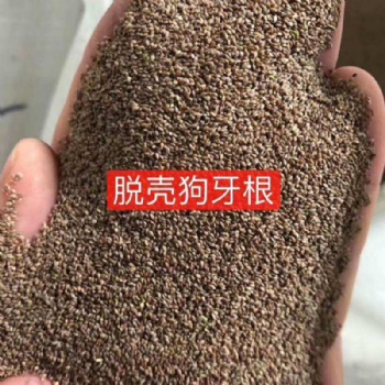 广西狗牙根种子草坪草皮常用百慕大草籽护坡绿化草种批发
