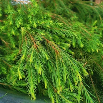供应上海杭州澳洲茶树纯露化妆品原材料有机种植园可合作自己土地