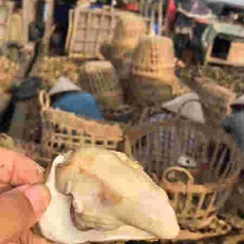 万州生蚝批发市场 黄沙海鲜生蚝批发 湛江市生蚝批发市场电话