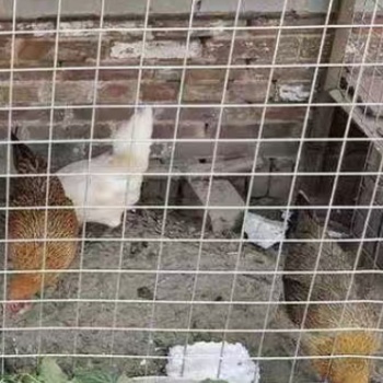 广西柳州电焊网融安融水三江来宾电焊网批发