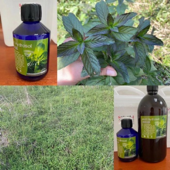 野外野生有机胡椒薄荷新鲜枝条 椒样薄荷欧薄荷纯露精油原材料批发