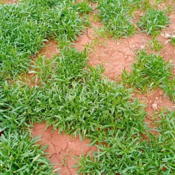 面条菜的营养价值 野菜种子 盆栽面条菜种子