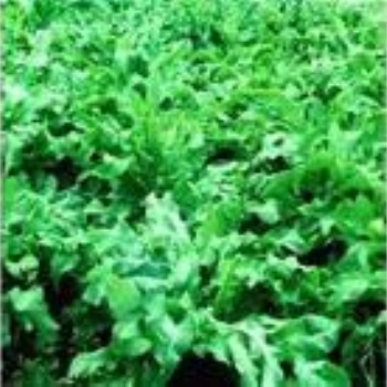 牧草鲁梅克斯种子一斤有多少粒种子鲁梅克斯种子