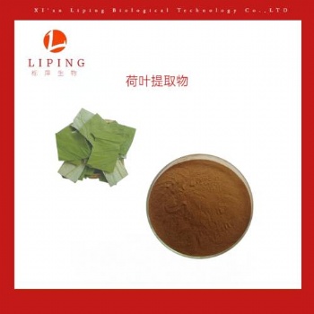 供应荷叶萃取物荷叶碱2％-98％ 荷叶黄酮10％