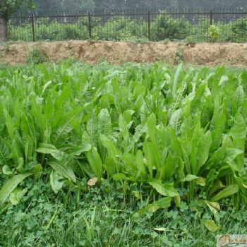 什么是菊苣牧草种子 菊苣牧草是干什么的