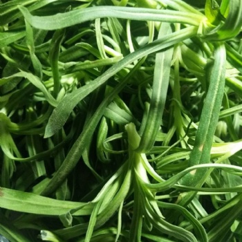 面条菜植株分枝力强面条菜种子