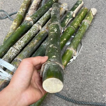 供应龙血金丝竹与实心竹与楠竹经营部