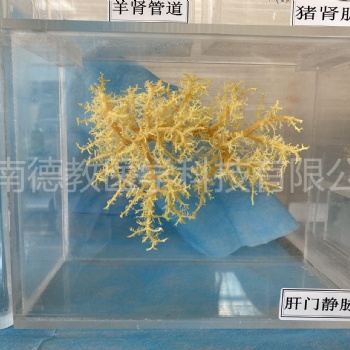 河南德教生物标本切片厂 病理标本骨骼标本铸型标本塑化标本植物病害标本腊叶标本植物浸制标本
