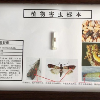 河南德教生物标本切片模型厂植物病害切片 昆虫害虫标本 农田杂草标本