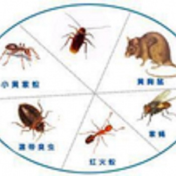 开封灭蟑螂/开封灭老鼠/开封消杀公司/开封灭虫服务