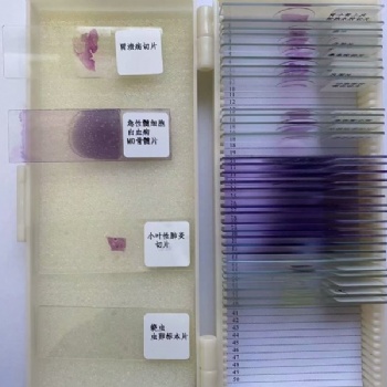 河南德教生物标本切片厂主营病理切片**校基础医学部教学用切片形态学切片HE染色