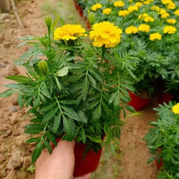 张家口草花批发基地，街道绿化批发时令花卉，孔雀草批发价格
