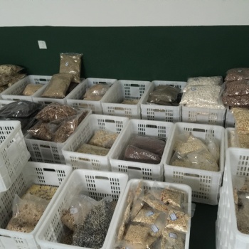 红豆薏米粉微波烘焙设备,五谷杂粮代餐粉低温焙烤杀菌设备
