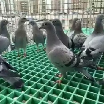 河北养殖地网生产 河北水沟盖板 光伏地网生产